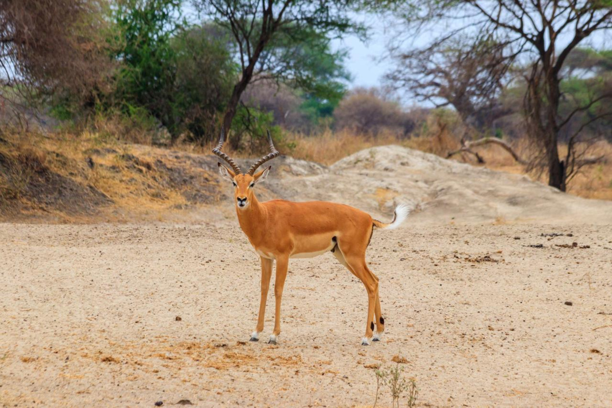 tanzania safari costs