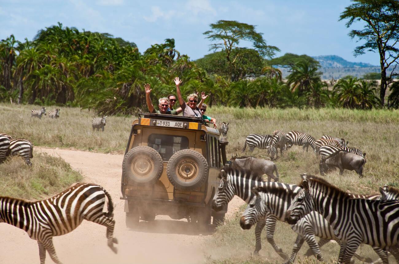self drive vs guided Tanzania safari
