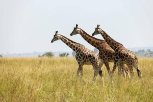 Luxury vs Mid Range vs Budget Tanzania Safaris