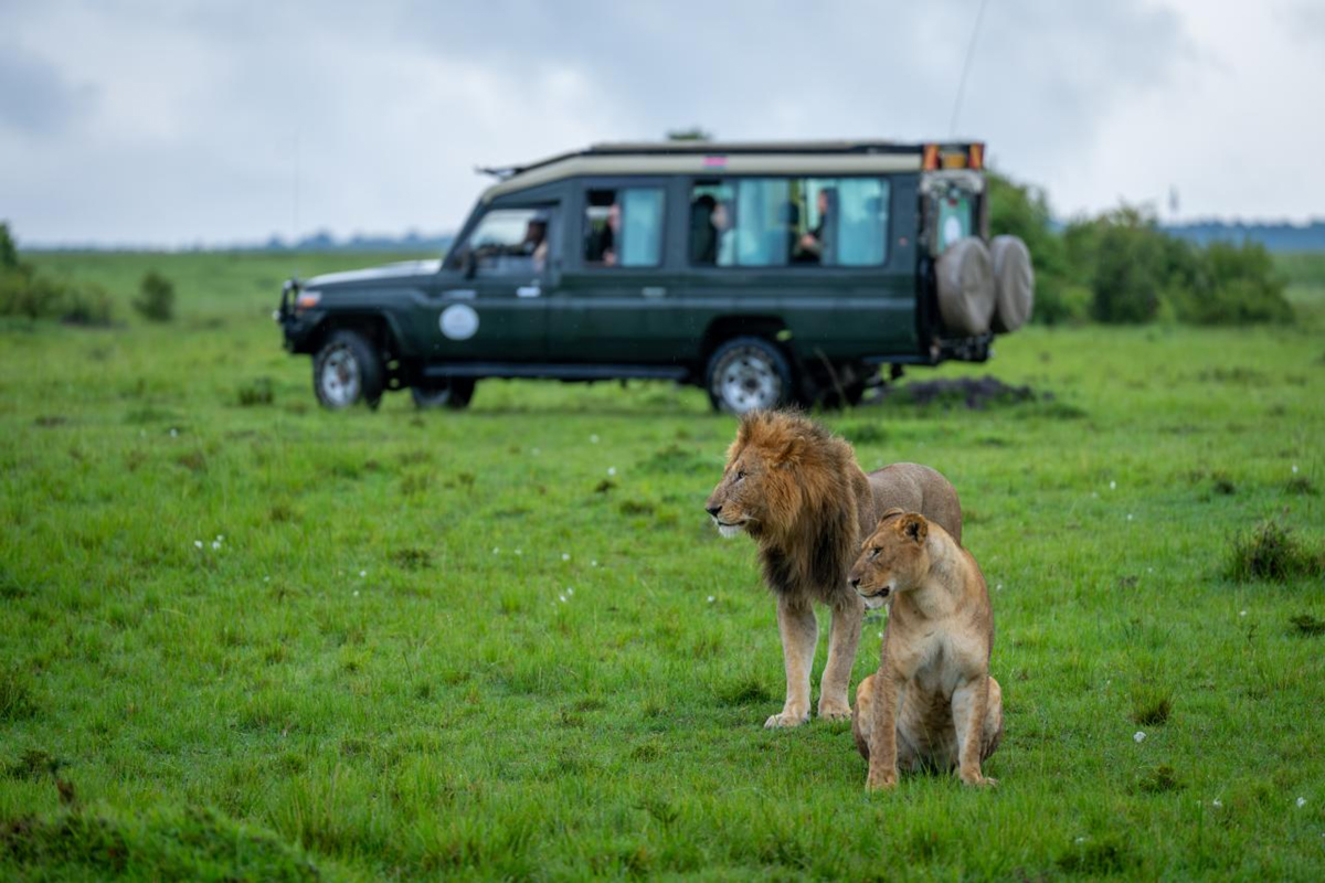 self drive vs guided Tanzania safari