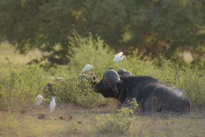 Complete Guide to Arusha National Park