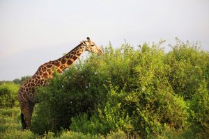 When is the best time to visit Tanzania