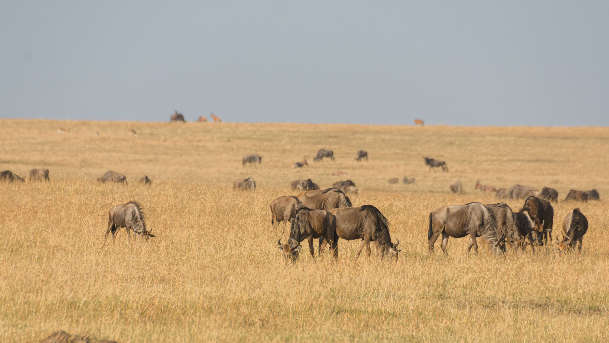 Serengeti vs Masai Mara guide