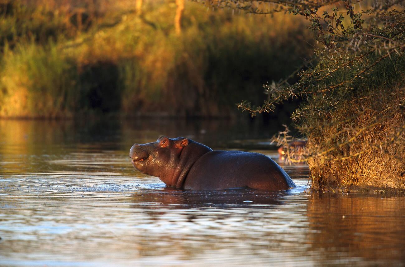Complete Guide to Mikumi National Park