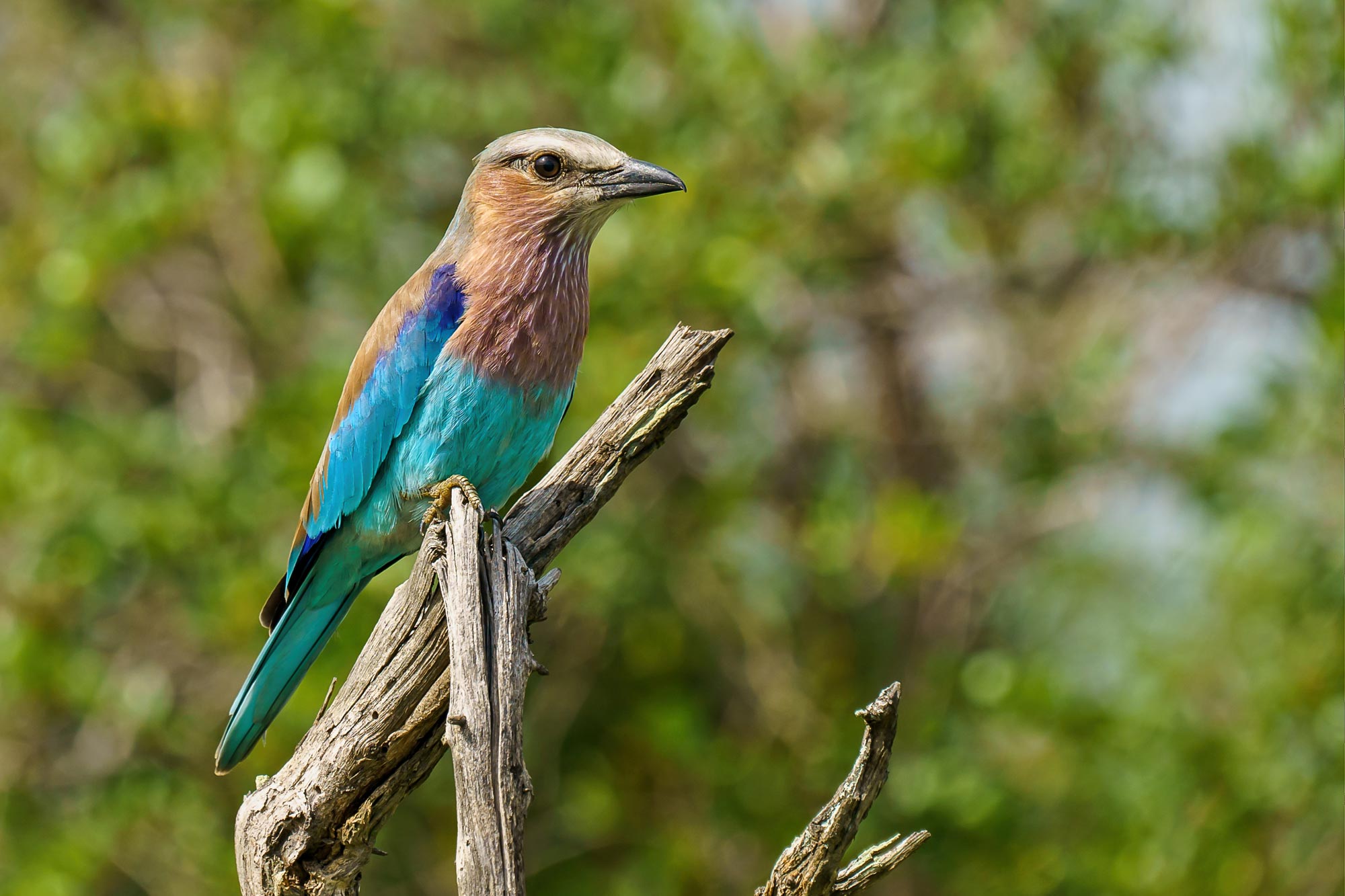 Complete Guide to Ruaha National Park