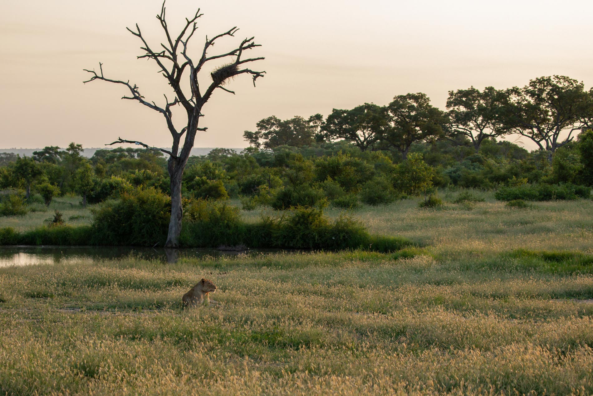 Complete Travel Guide to Selous Game Reserve