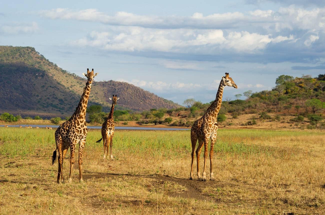 mkomazi game reserve (3)