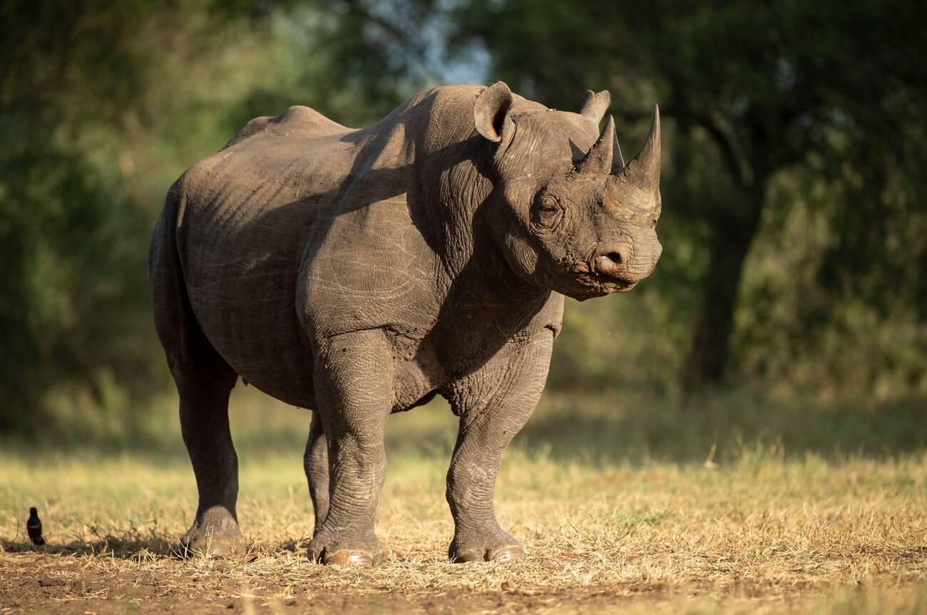 mkomazi game reserve (5)