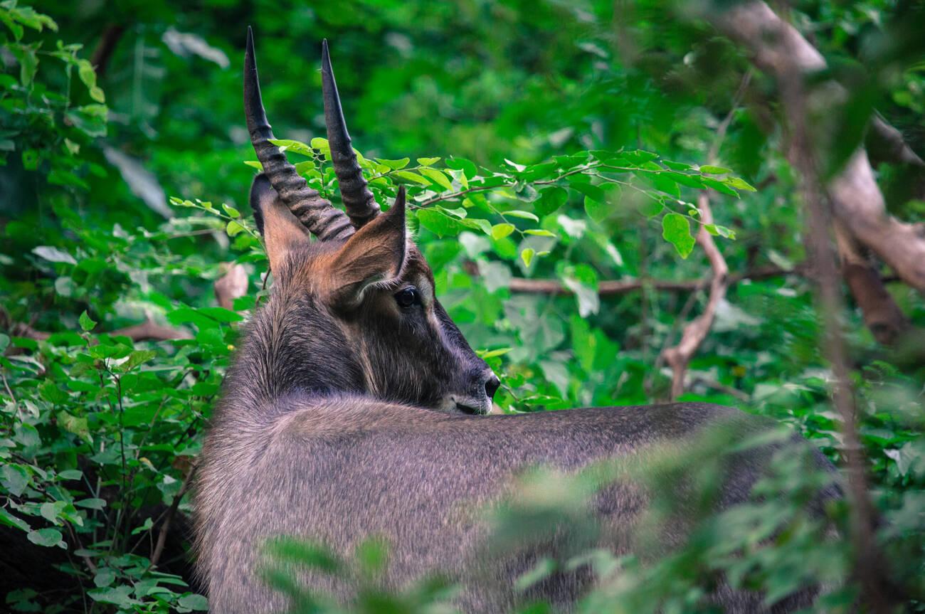mkomazi species (2)