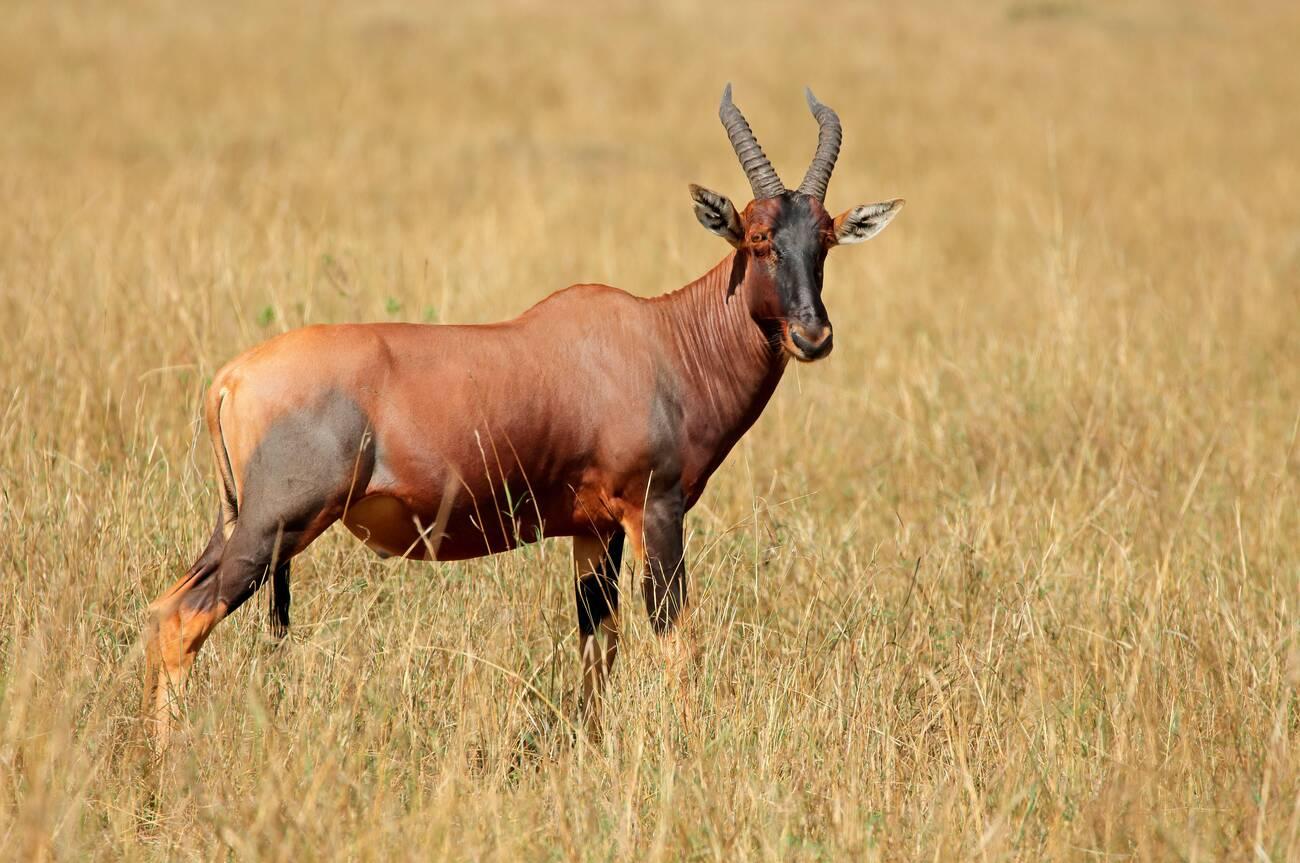 tanzania safari images (4)