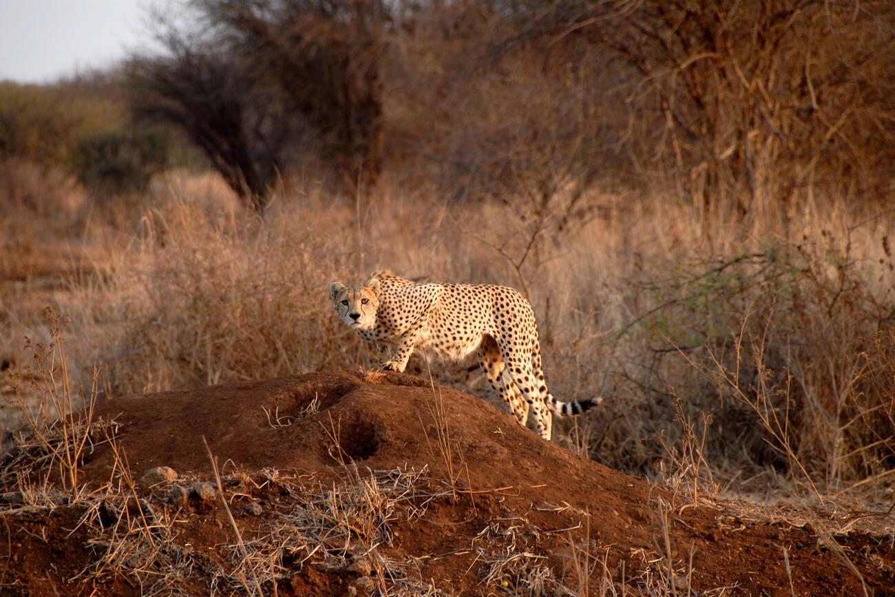 Best Tanzania Safari Packages