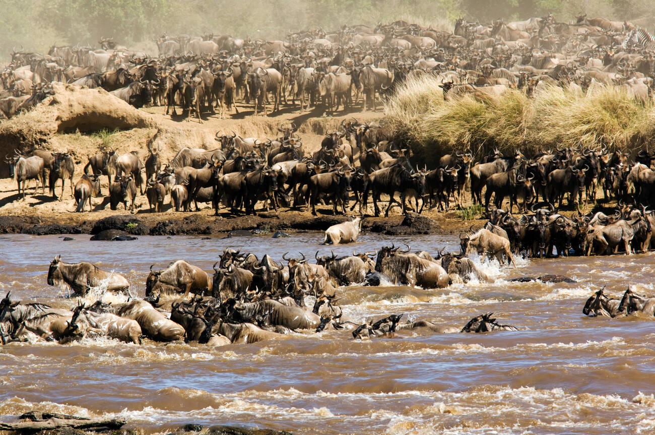 ndutu wildebeest migration