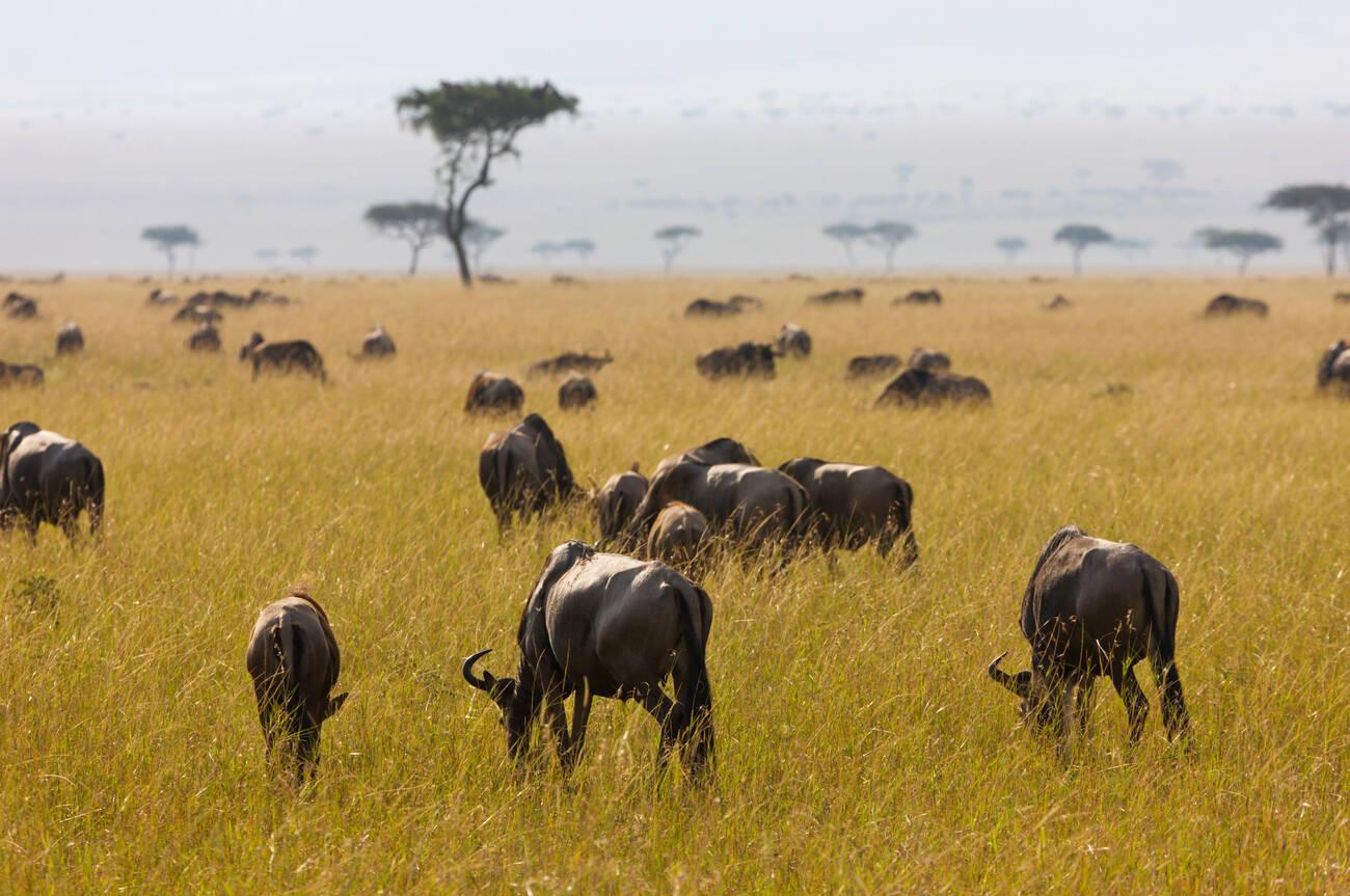 wildebeest migration (3)